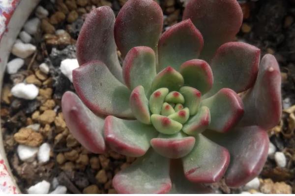 多肉红宝石不变红的原因，可能是温差小、光照强烈等因素造成