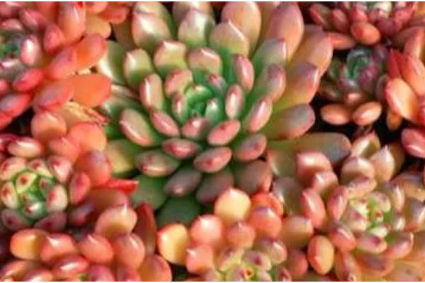 多肉红宝石不变红的原因，可能是温差小、光照强烈等因素造成