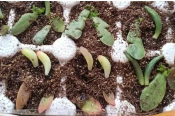 多肉红宝石不变红的原因，可能是温差小、光照强烈等因素造成