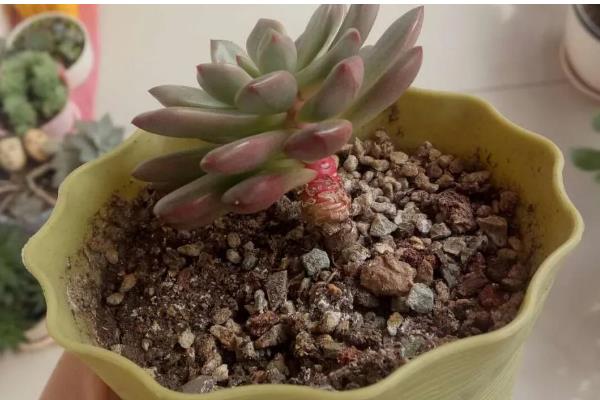 多肉红宝石不变红的原因，可能是温差小、光照强烈等因素造成