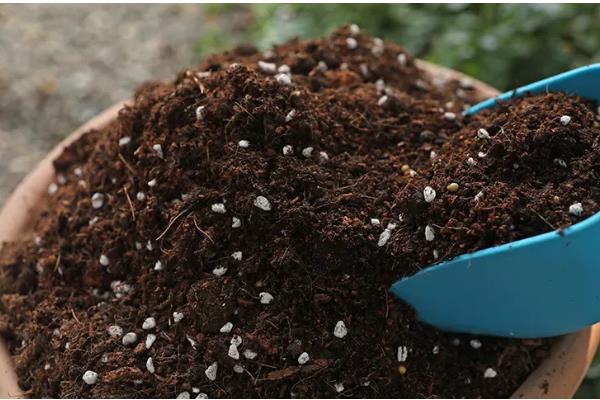 盆栽芍药的注意事项，选择比较大也比较深的花盆