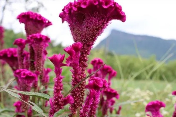 鸡冠花什么时候开花,花期一般为7-10月