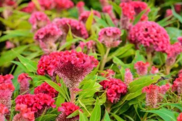 鸡冠花什么时候开花,花期一般为7-10月