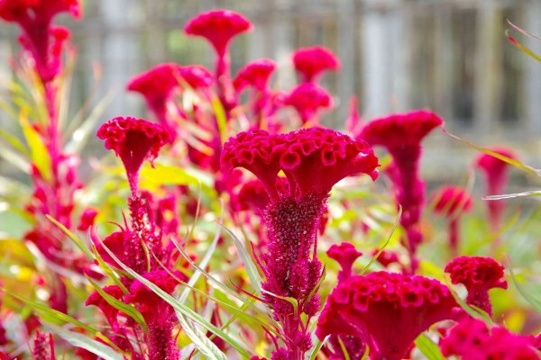 鸡冠花什么时候开花,花期一般为7-10月