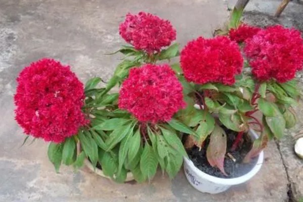 鸡冠花什么时候开花,花期一般为7-10月