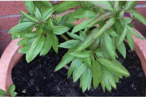 盆栽芍药的注意事项，选择比较大也比较深的花盆