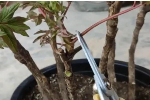 盆栽芍药的注意事项，选择比较大也比较深的花盆