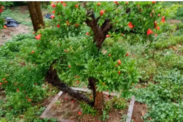 盆景石榴树的种植方法，选择泥瓦盆作为栽培的容器