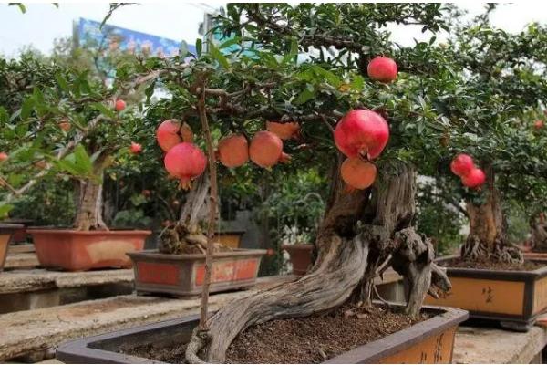 盆景石榴树的种植方法，选择泥瓦盆作为栽培的容器