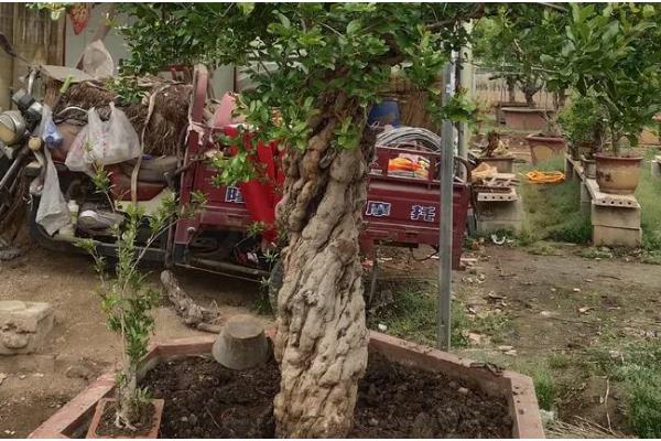 盆景石榴树的种植方法，选择泥瓦盆作为栽培的容器