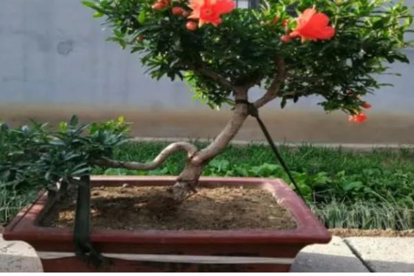 盆景石榴树的种植方法，选择泥瓦盆作为栽培的容器