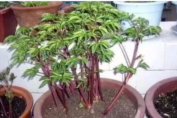 盆栽芍药的注意事项，选择比较大也比较深的花盆