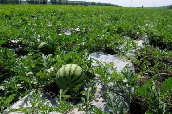 西瓜的产地，全国各地都有栽培