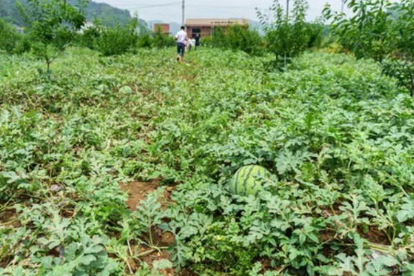 西瓜的产地，全国各地都有栽培