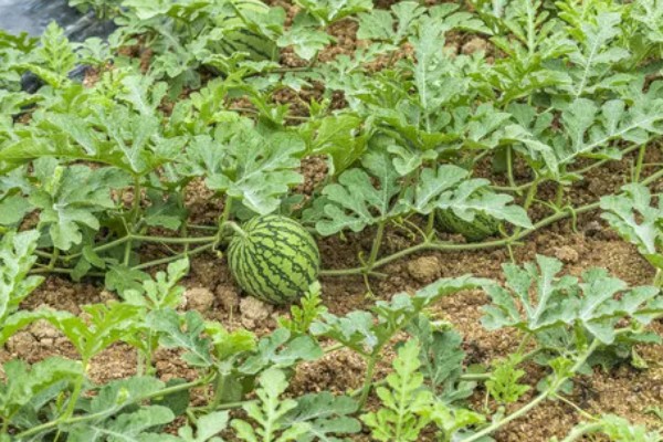 西瓜的产地，全国各地都有栽培