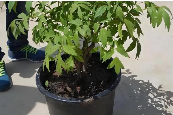 盆栽芍药的注意事项，选择比较大也比较深的花盆