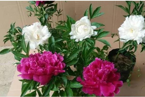 盆栽芍药的注意事项，选择比较大也比较深的花盆