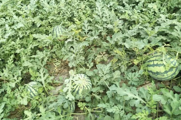 西瓜的产地，全国各地都有栽培