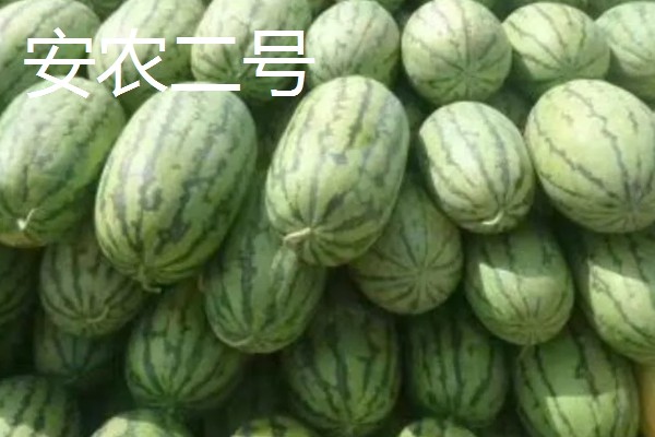 西瓜的产地，全国各地都有栽培