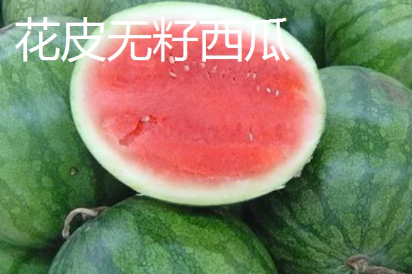 西瓜的产地，全国各地都有栽培