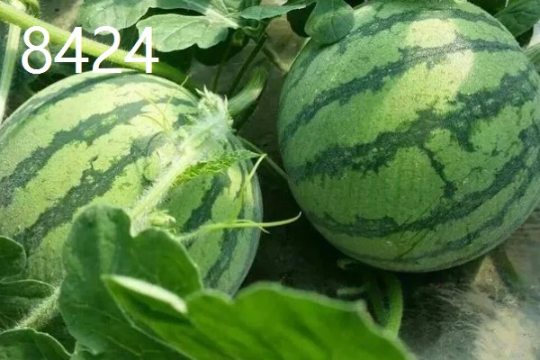 西瓜的产地，全国各地都有栽培