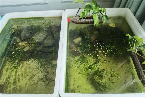 水蚤的培养方法，在水中添加有机物能让它们长得更好