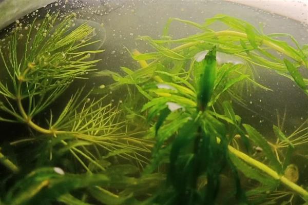 水蚤的培养方法，在水中添加有机物能让它们长得更好