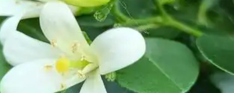 七里香花和海桐花的区别，属性、形态和花序均不同