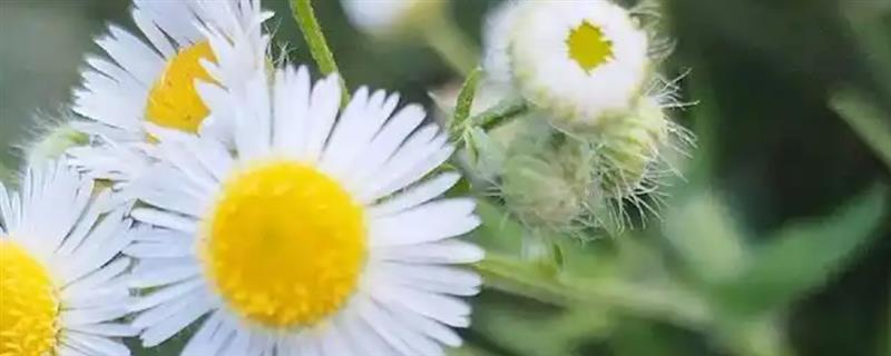 菊花在什么温度下会冻死，温度降至零下10℃时根系会枯死