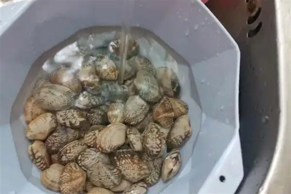 花蛤的清洗方法，冲洗后再用盐水浸泡可让它吐沙