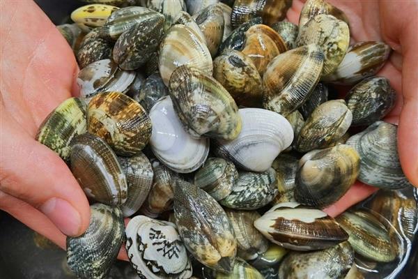 花蛤的清洗方法，冲洗后再用盐水浸泡可让它吐沙