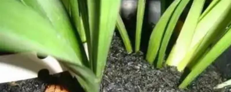 用什么去除花上的黑色腻虫，可以用草木灰、食醋等