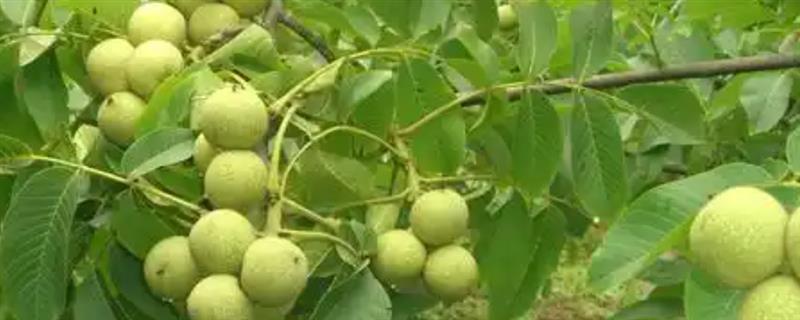 种植核桃的条件，年日照时长需达到2000小时
