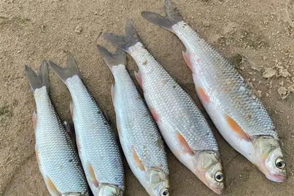 有什么淡水冷水鱼品种，包含东方欧鳊、梭鲈、狗鱼等种类