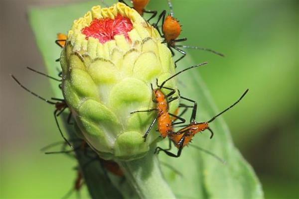 用什么去除花上的黑色腻虫，可以用草木灰、食醋等