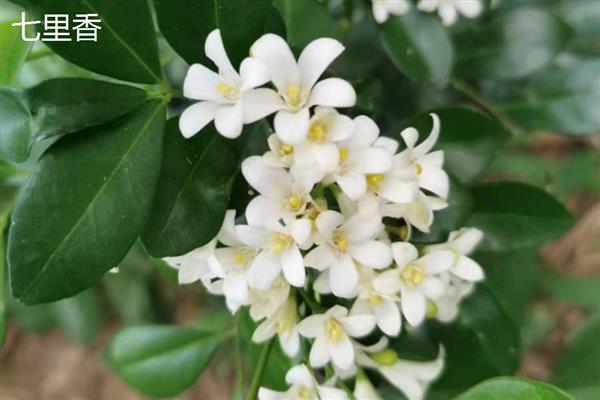 七里香花和海桐花的区别，属性、形态和花序均不同