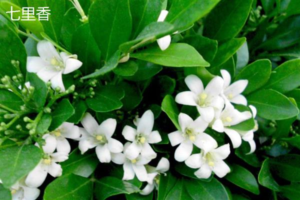 七里香花和海桐花的区别，属性、形态和花序均不同