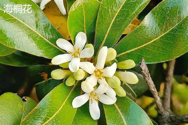 七里香花和海桐花的区别，属性、形态和花序均不同