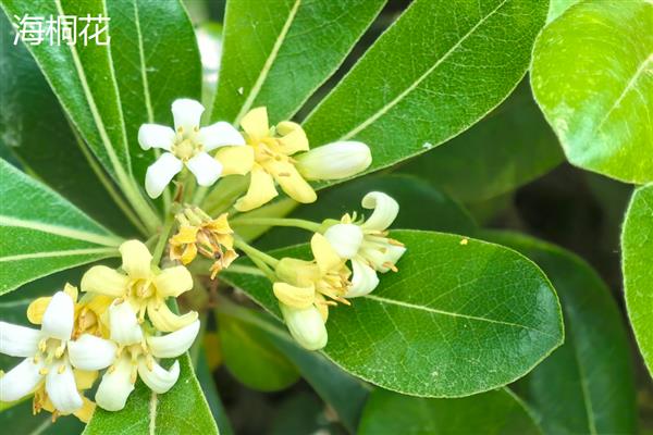 七里香花和海桐花的区别，属性、形态和花序均不同