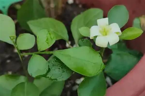 七里香花和海桐花的区别，属性、形态和花序均不同