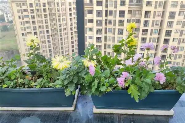 菊花在什么温度下会冻死，温度降至零下10℃时根系会枯死