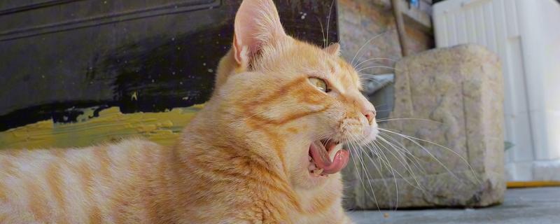 猫咪患上口腔炎的原因，主要是营养不良、缺乏维生素所致