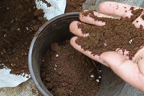七里香花和海桐花的区别，属性、形态和花序均不同