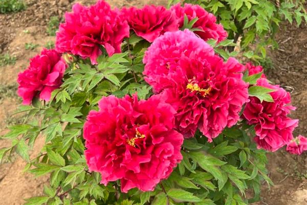 牡丹花的开放时间，花期多为4-5月份