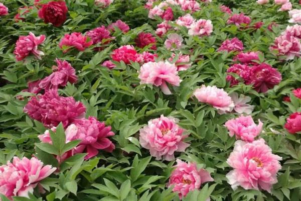 牡丹花的开放时间，花期多为4-5月份