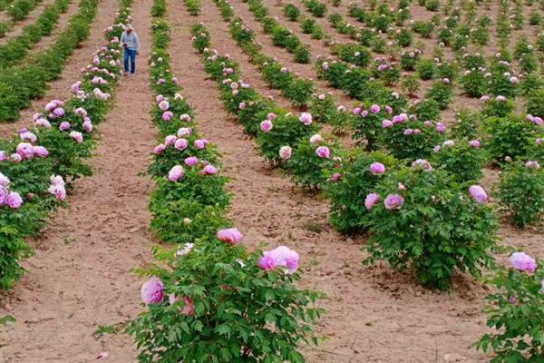 牡丹花的开放时间，花期多为4-5月份