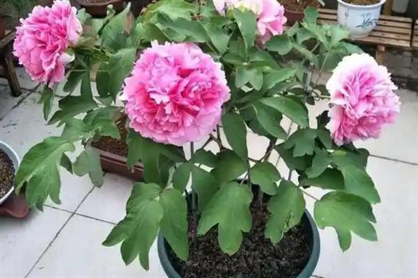 牡丹花的开放时间，花期多为4-5月份