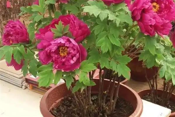 牡丹花的开放时间，花期多为4-5月份