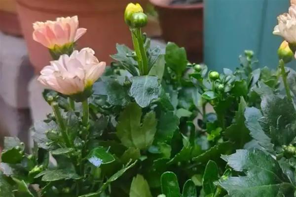 菊花在什么温度下会冻死，温度降至零下10℃时根系会枯死