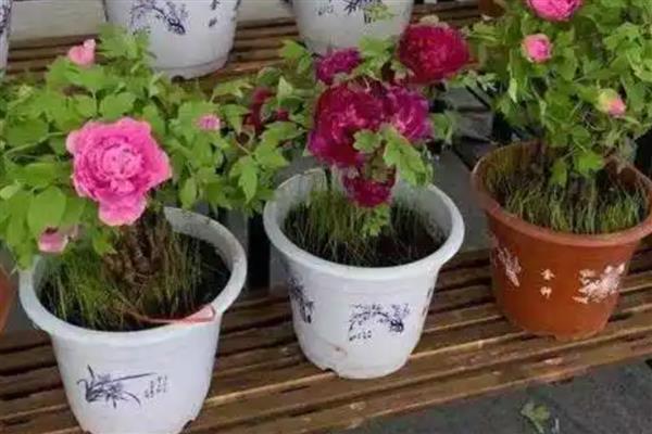 牡丹花的开放时间，花期多为4-5月份
